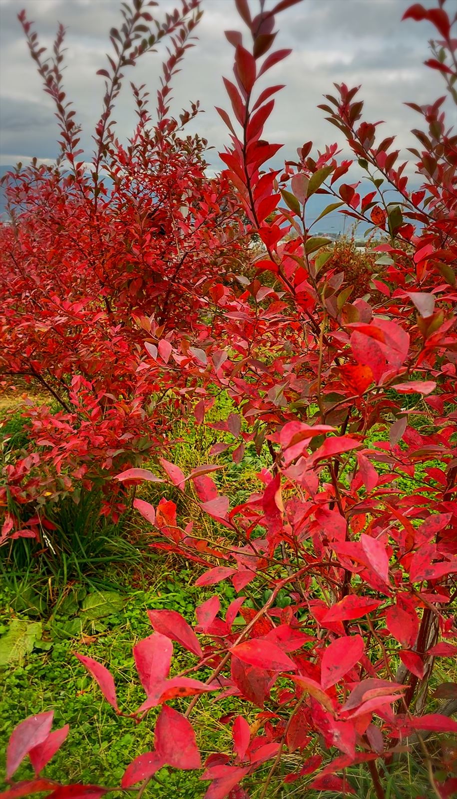 ブルーベリーの紅葉の画像